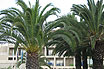 Palm Trees Near Corfu Residences